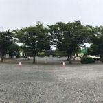 欅(ケヤキ)
